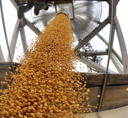 Situación del mercado de granos: cómo invertir hoy