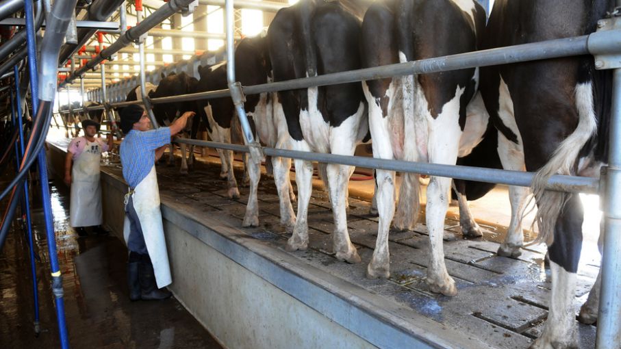 En julio se produjo menos leche que el año pasado por segundo mes consecutivo