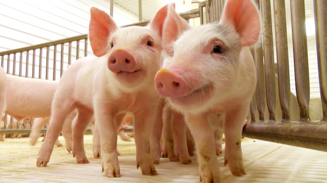 La suba de costos puso en serio peligro la producción porcina