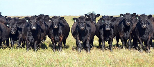 El acuerdo con China es una oportunidad para agregar valor a la carne vacuna