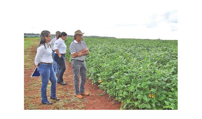  Nueva variedad paraguaya de soja es ideal para zafriña