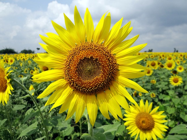 Buenos márgenes para el girasol en rotación