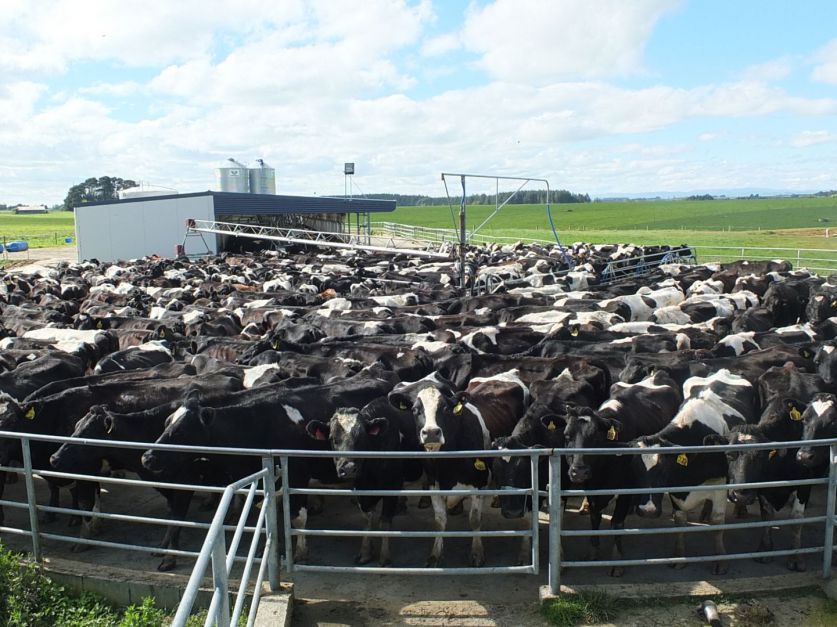 Se recupera la producción argentina de leche