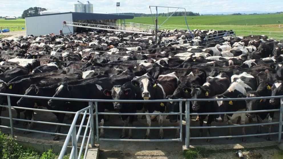 Se recupera la produccin argentina de leche