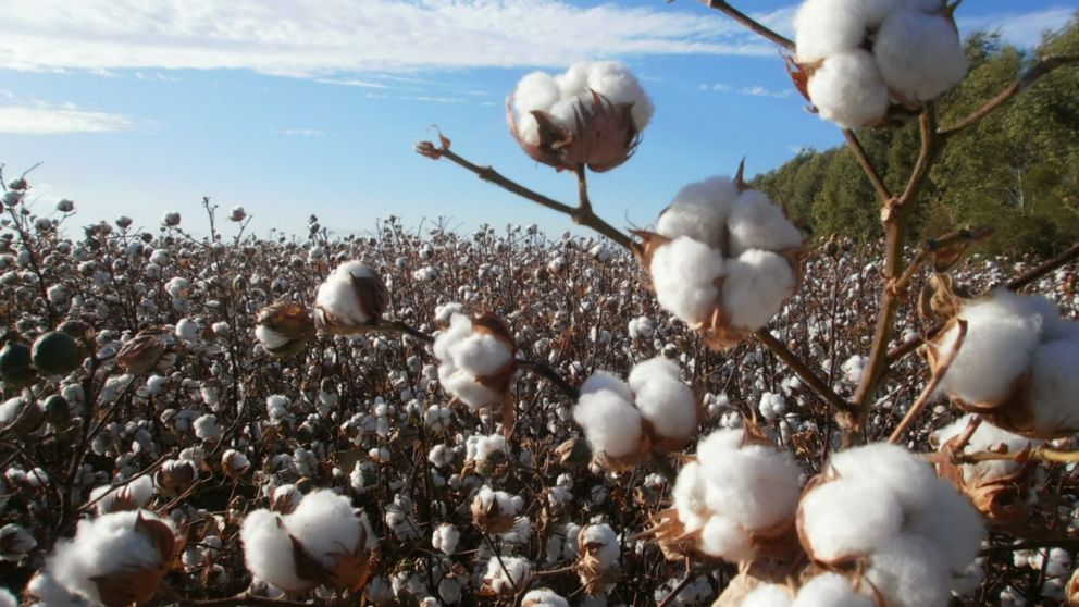 Algodn: aprueban un nuevo evento biotecnolgico