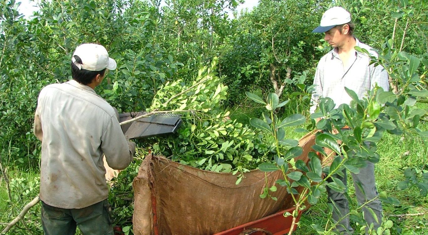 Pasó para el 29 de febrero la sesión para definir los precios de la hoja de la yerba mate