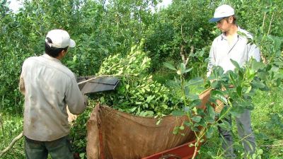 Productores pretenden  $ 0,50 centavos valor dolar el precio de la yerba 