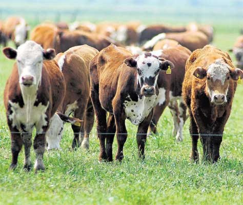 Colombia y Guyana avanzan juntas en biotecnología bovina y proyectan un nuevo modelo ganadero regional