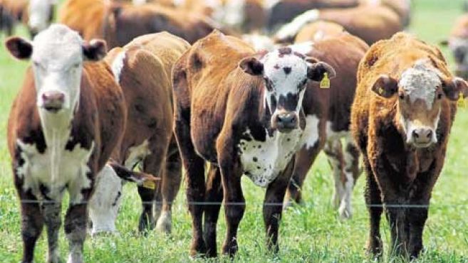 Colombia y Guyana avanzan juntas en biotecnología bovina y proyectan un nuevo modelo ganadero regional