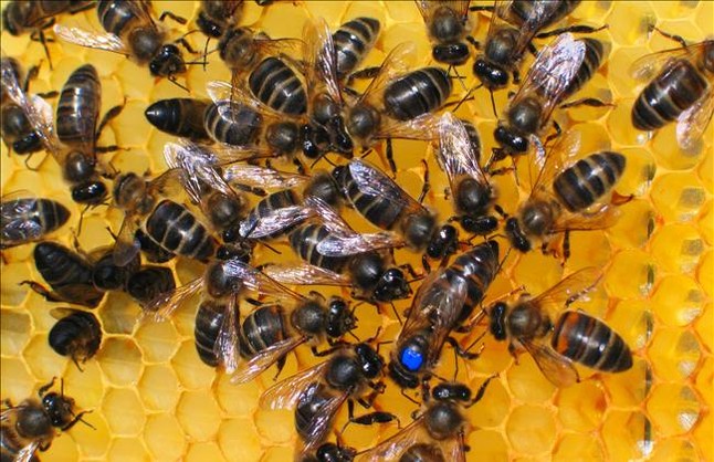 Detectan la mortandad de millones de abejas en el oeste de Córdoba