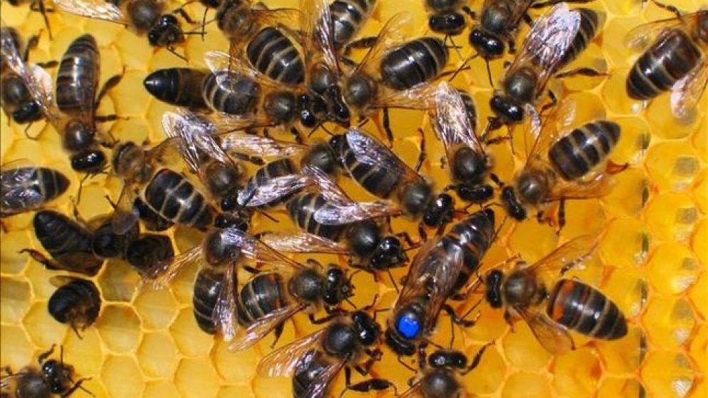 Detectan la mortandad de millones de abejas en el oeste de Crdoba