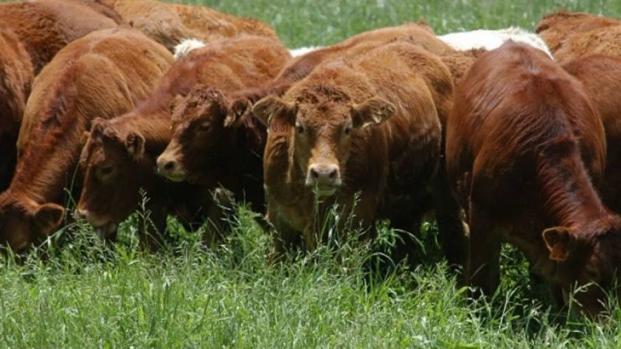 Novillo Mercosur: Argentina pierde competitividad frente a vecinos regionales