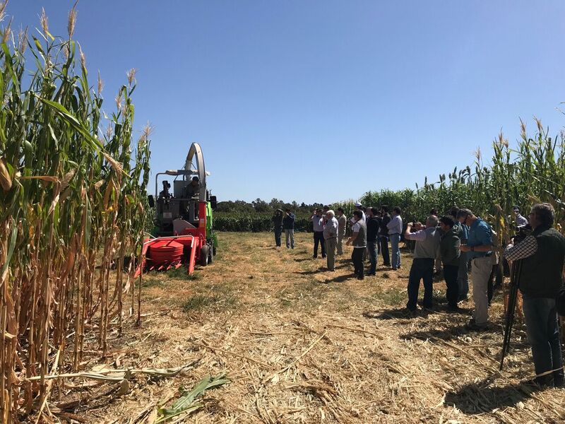 La importancia del silo en la producción ganadera