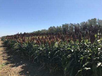 La importancia del silo en la producción ganadera
