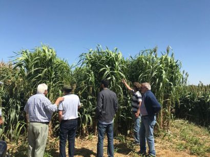 La importancia del silo en la producción ganadera
