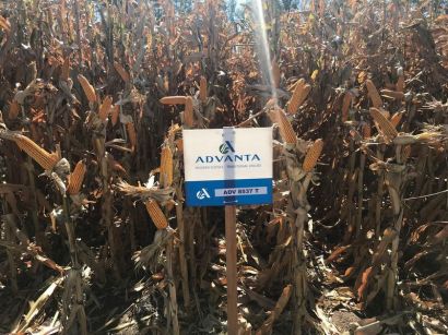 La importancia del silo en la producción ganadera