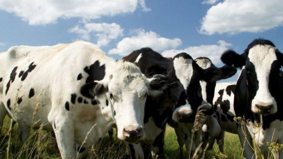 Brasil: aumentaron las importaciones lácteas, ante la reducción de los precios mundiales