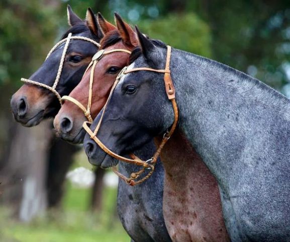 Encefalomielitis equina: se confirmaron 21 casos nuevos y suman 1250 brotes positivos