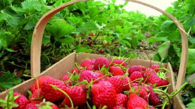 Bacterias benéficas para proteger las frutillas