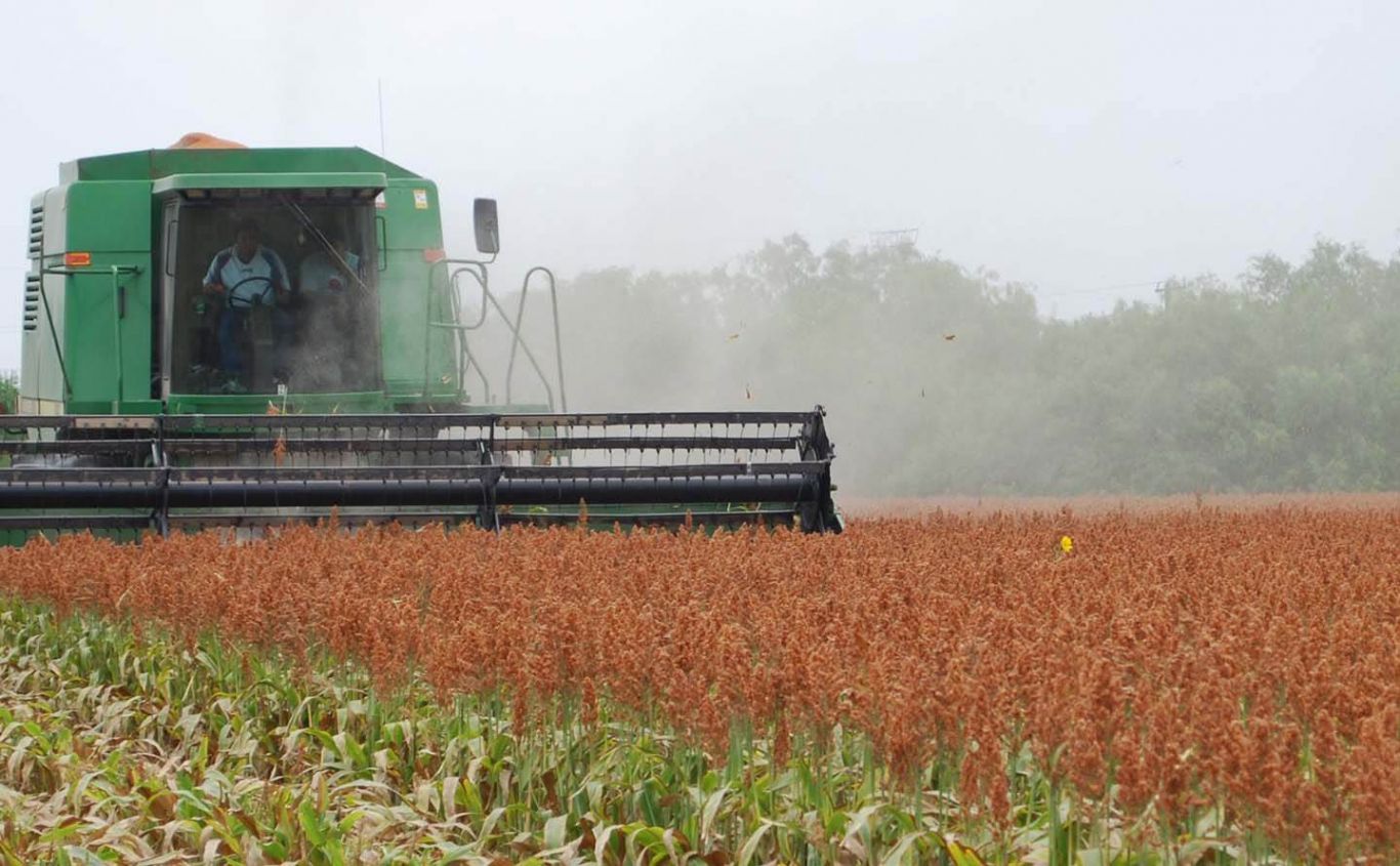 En Entre Ríos comenzó la siembra de sorgo y finalizó la de girasol