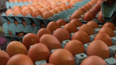 Alertan por el impacto del contrabando de huevos: riesgos económicos y sanitarios