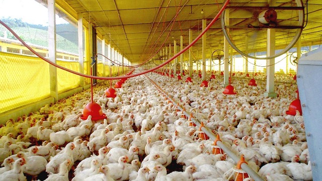 Este año el sector avícola producirá 1.000 millones de pollos