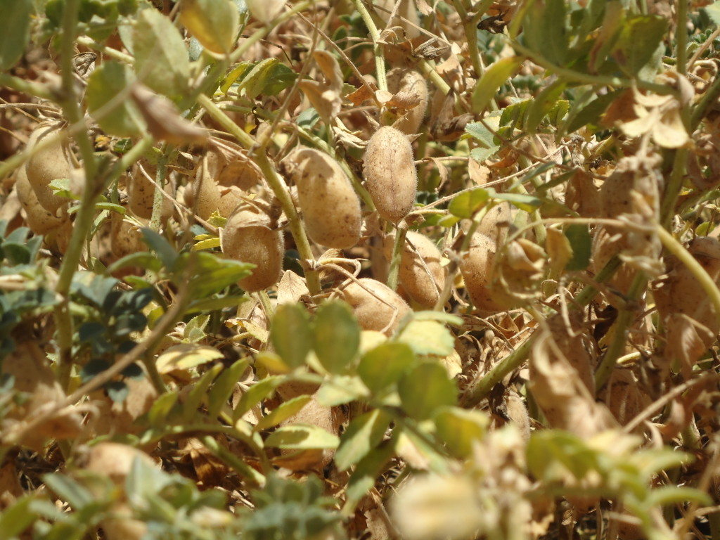 Se perdió la mitad de la cosecha de garbanzos por heladas y sequía