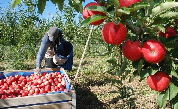 Fijaron los costos de producción en 0,37 centavos de dólar para peras y manzanas en Río Negro