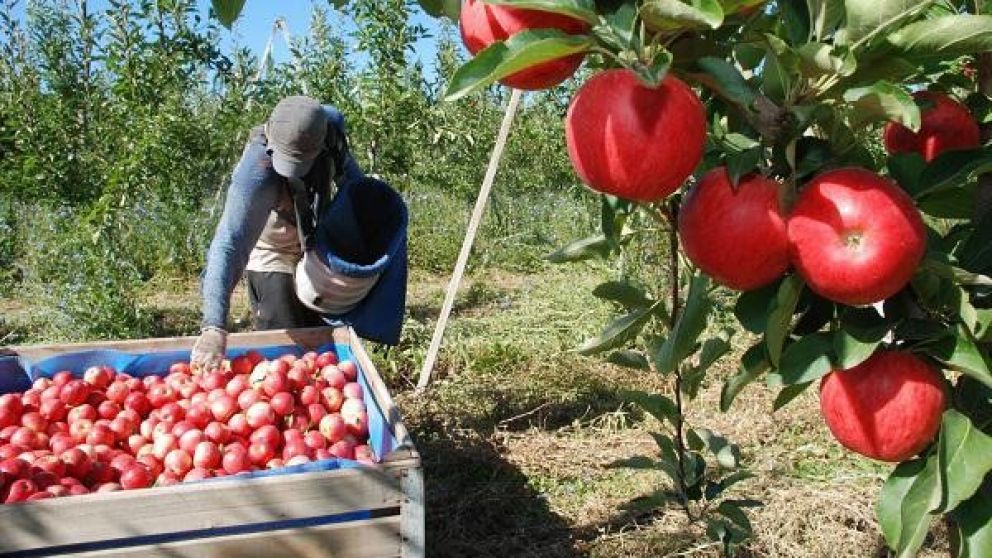 Fijaron los costos de produccin en 0,37 centavos de dlar para peras y manzanas en Ro Negro