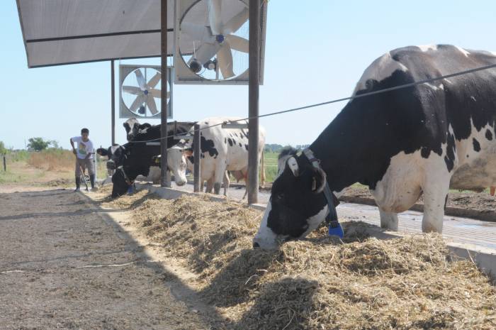 Destacan "doble mérito" de productores lecheros por aumento del 7,2% en 2020