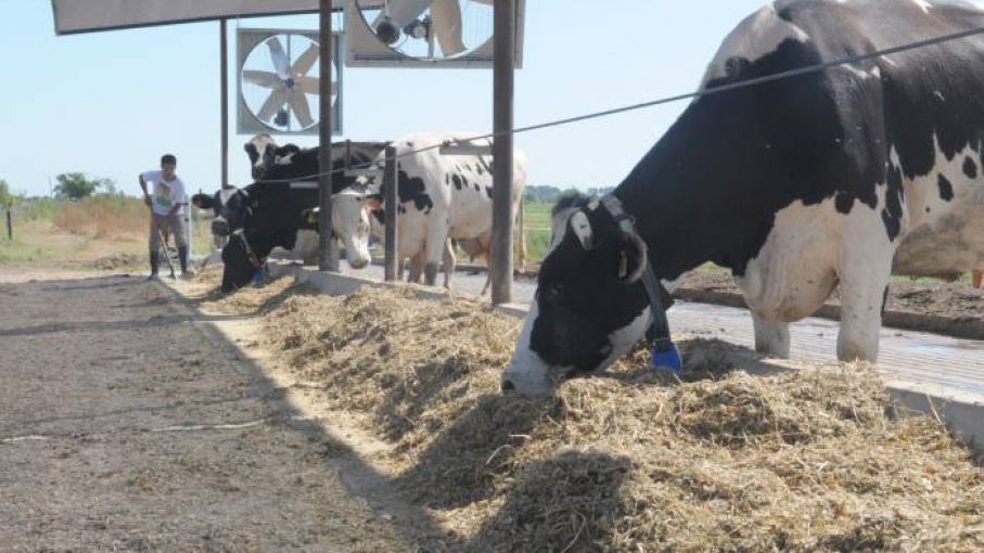 Cada $60 que cuesta un sachet de leche, solo quedan $0,50 de ganancia en toda la cadena