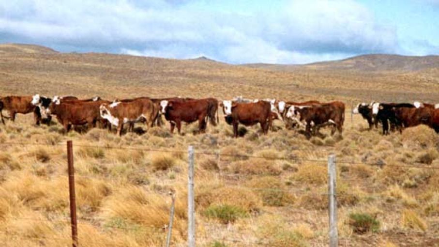 Ganadería: crean la primera central de consumo residual del INTA en Patagonia