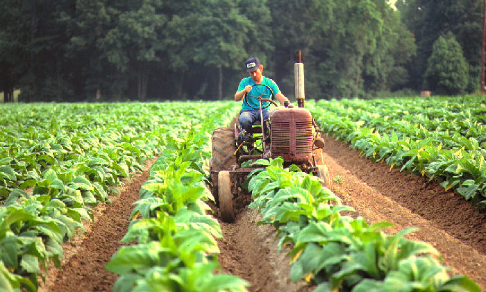 Misiones: Para el presidente de la APTM el precio del tabaco acordado ayer fue un logro para los productores