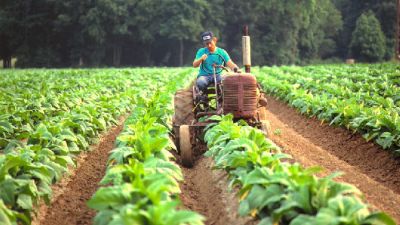 Misiones: Para el presidente de la APTM el precio del tabaco acordado ayer fue un logro para los productores