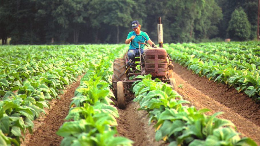Transfieren partidas del FET por 328 millones de pesos para productores tabacaleros jujeños
