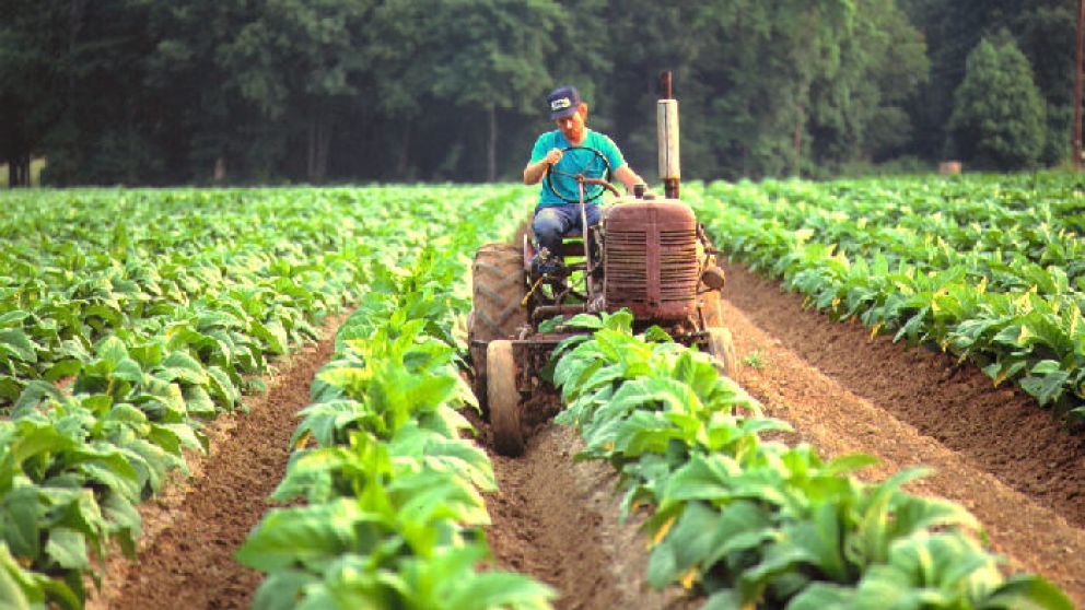 Misiones: Para el presidente de la APTM el precio del tabaco acordado ayer fue un logro para los productores