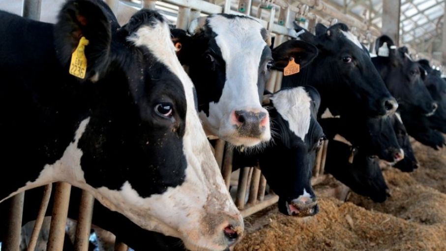 Estados Unidos: mercados de lácteos luchan con suministros ajustados y demanda menguante