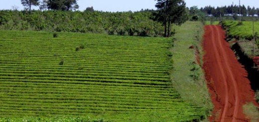 Argentina fortalece la cadena nacional del té