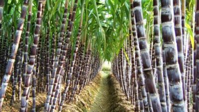 Cañeros estiman pérdidas de más del 30% de la producción por falta de lluvias