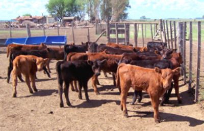 Con el final de la zafra se recuperan los precios de la invernada