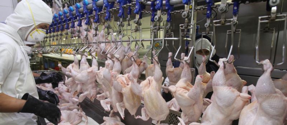 Uruguay inicia la importación de carne de pollo de Argentina