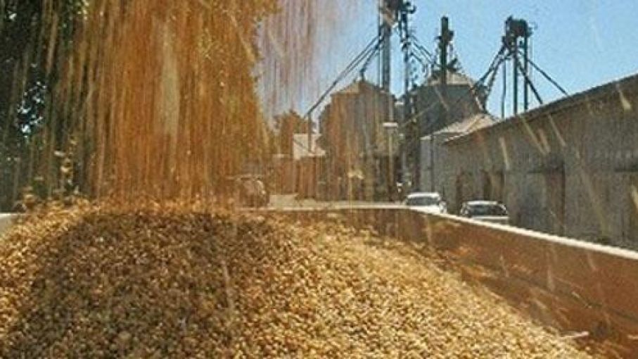 Molienda de soja alcanzó su nivel más alto en cinco años