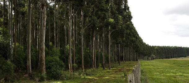 ¿Cuán efectivas son las forestaciones para mitigar el calentamiento global?