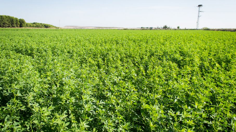 Pastoreo rotativo: la mejor manera de utilizar la alfalfa