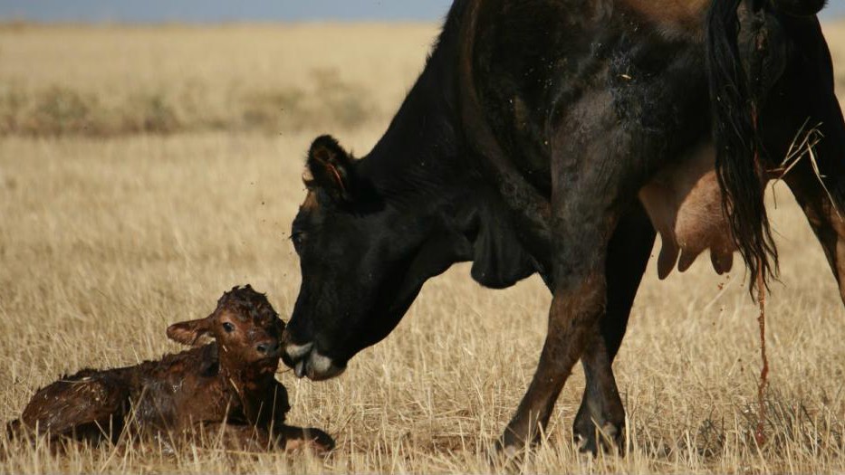 Vacunación estratégica en el Plan de Control y Erradicación de Brucelosis Bovina