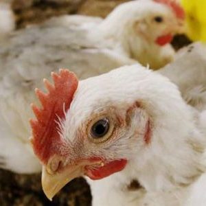 La exportación brasileña de carne de pollo cayó 8,5% en 2018