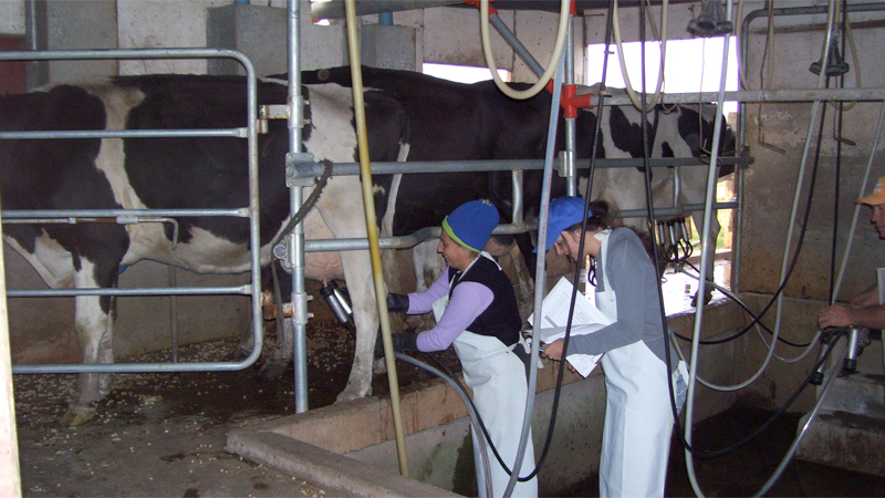 Asignan $12.000 millones en créditos en litros de leche a más de 90 productores tamberos