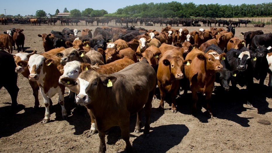 Desde este lunes, el peso mínimo de faena vuelve a 300 kg para todas las categorías