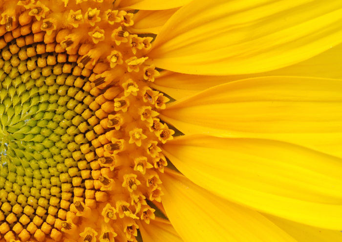 El girasol sigue representando un negocio 'atractivo' 