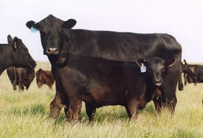 La Cuenca del Salado recuperó el stock bovino de 2008 